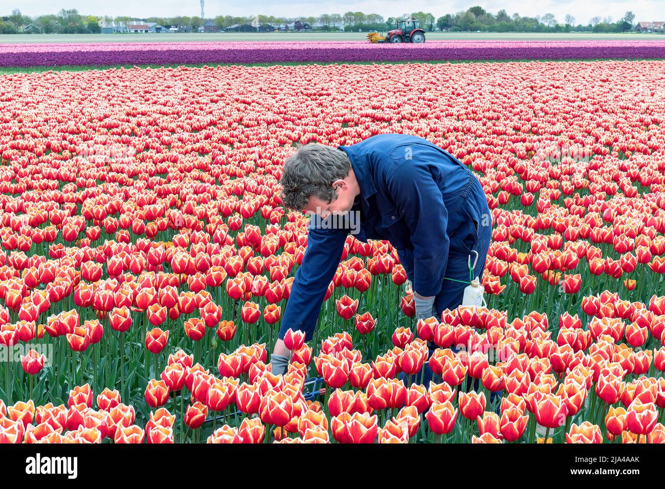 Aeroporto Tulip Field. Primavera nei Paesi Bassi, i famosi campi di tulipani olandesi Foto Stock