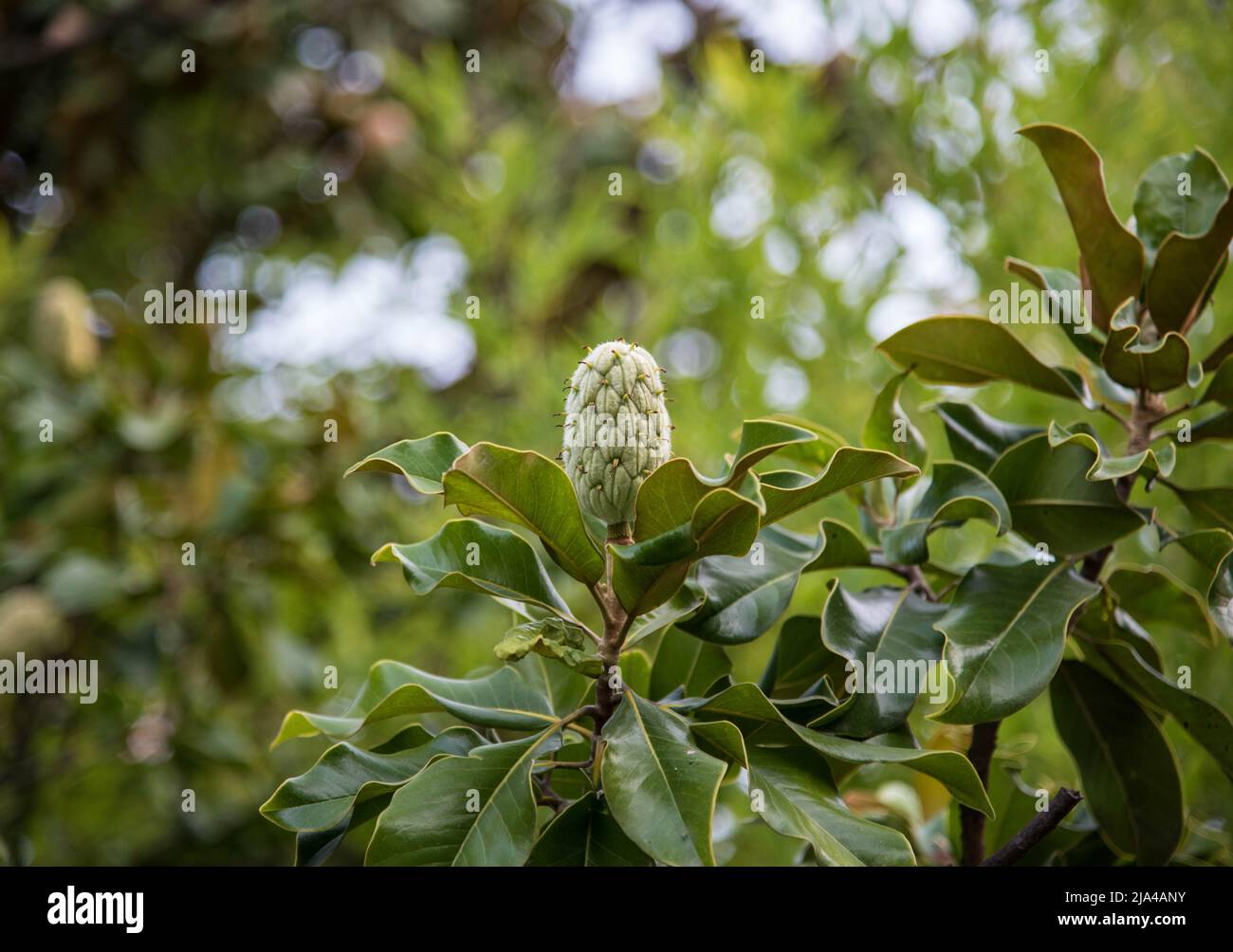 magnolia verde frutta. Foto di alta qualità Foto Stock