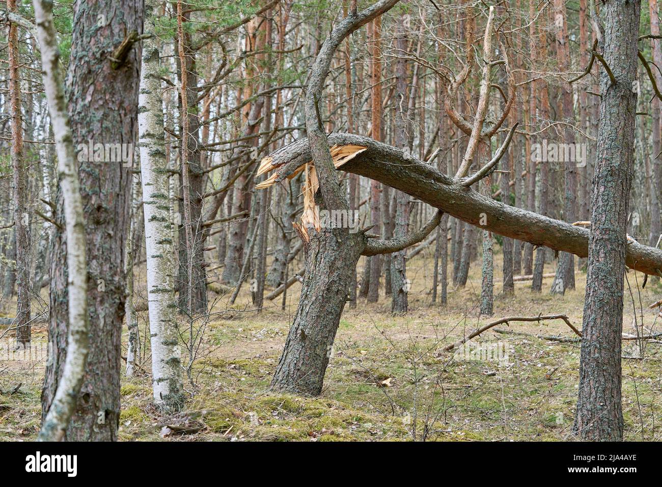 Grande pino rotto nella foresta dopo l'uragano. Foto Stock