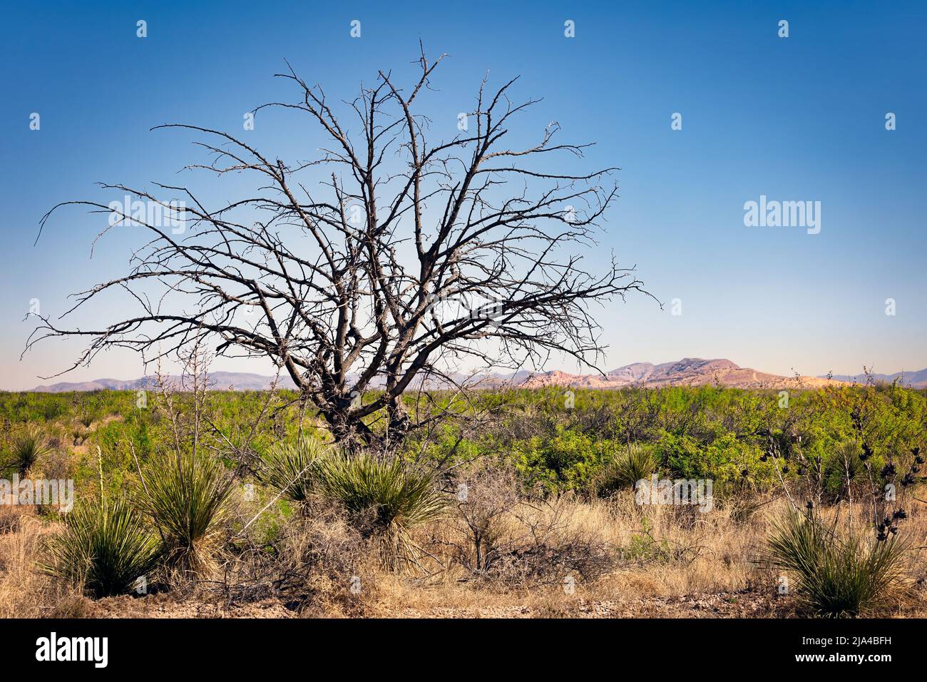 Un giorno senza nuvole e un albero secco si distingue nel paesaggio del deserto con montagne sullo sfondo vicino Horizon City est di El Paso, Texas. Foto Stock