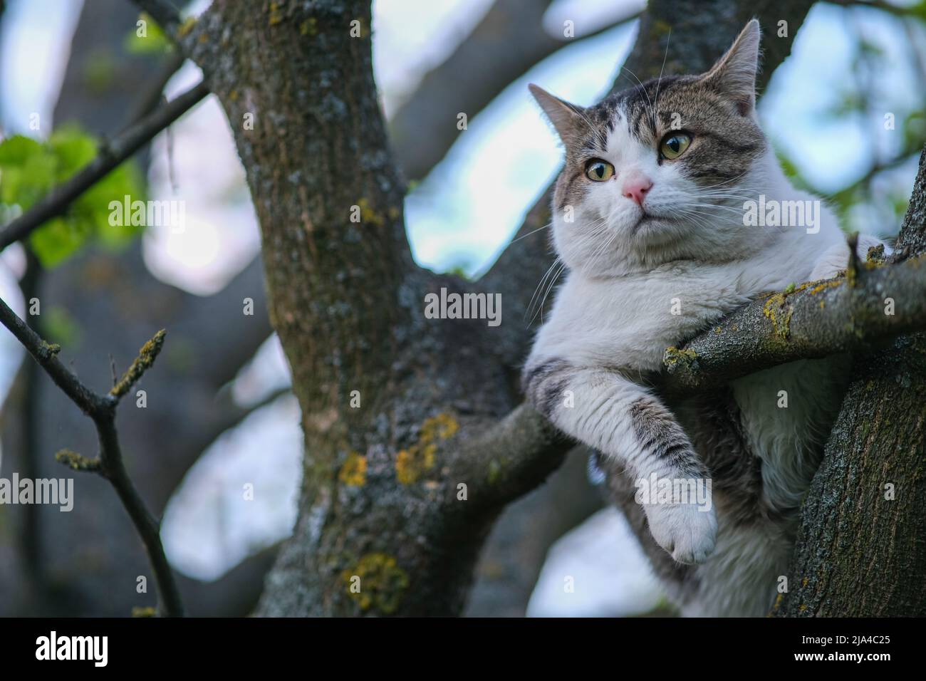 Il gatto è seduto su un albero. Foto Stock