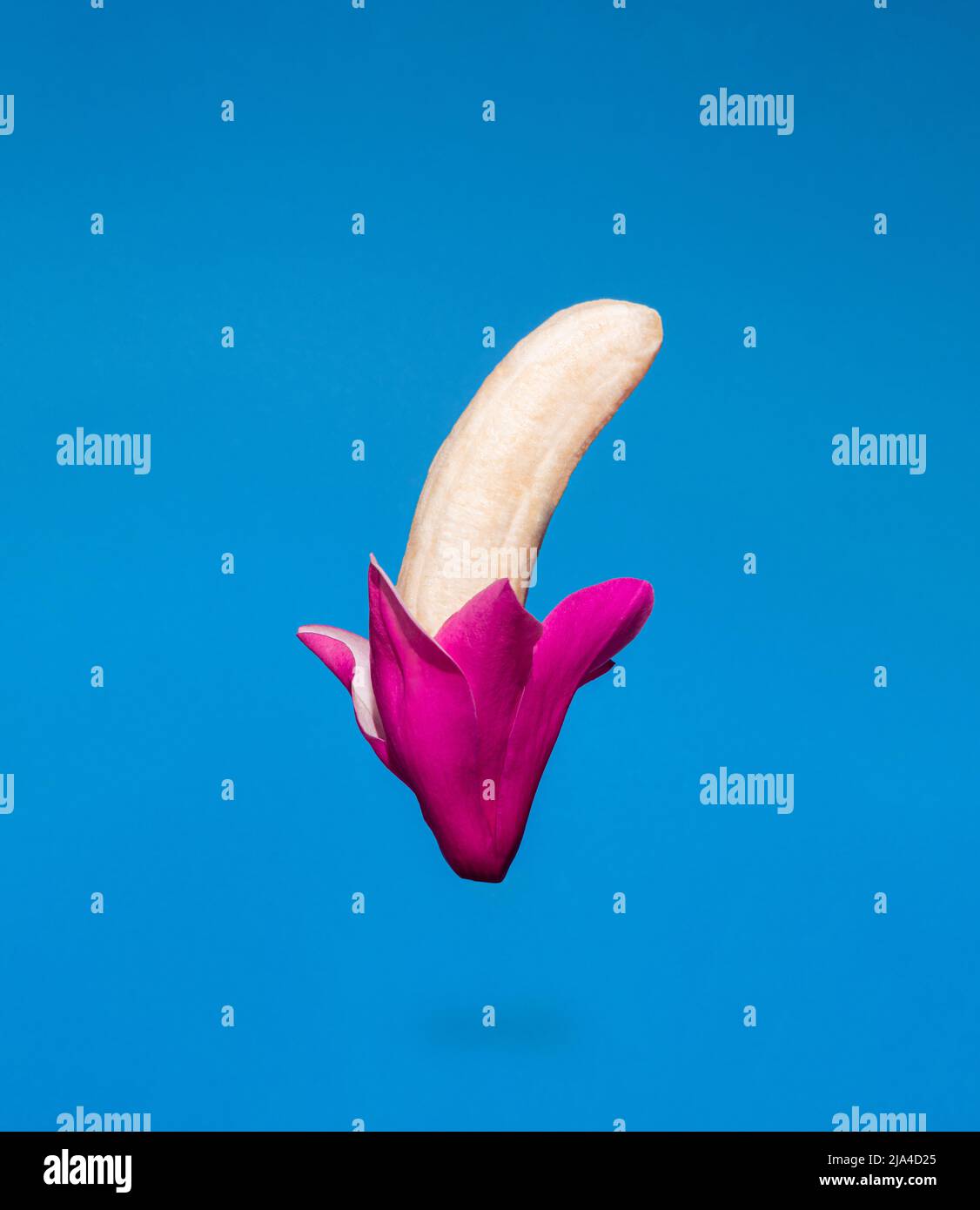 Composizione creativa alimentare fatta di banana a mezza buccia e fiore rosa magnolia o tulipano su sfondo blu. Concetto minimo di levitazione della molla. Foto Stock