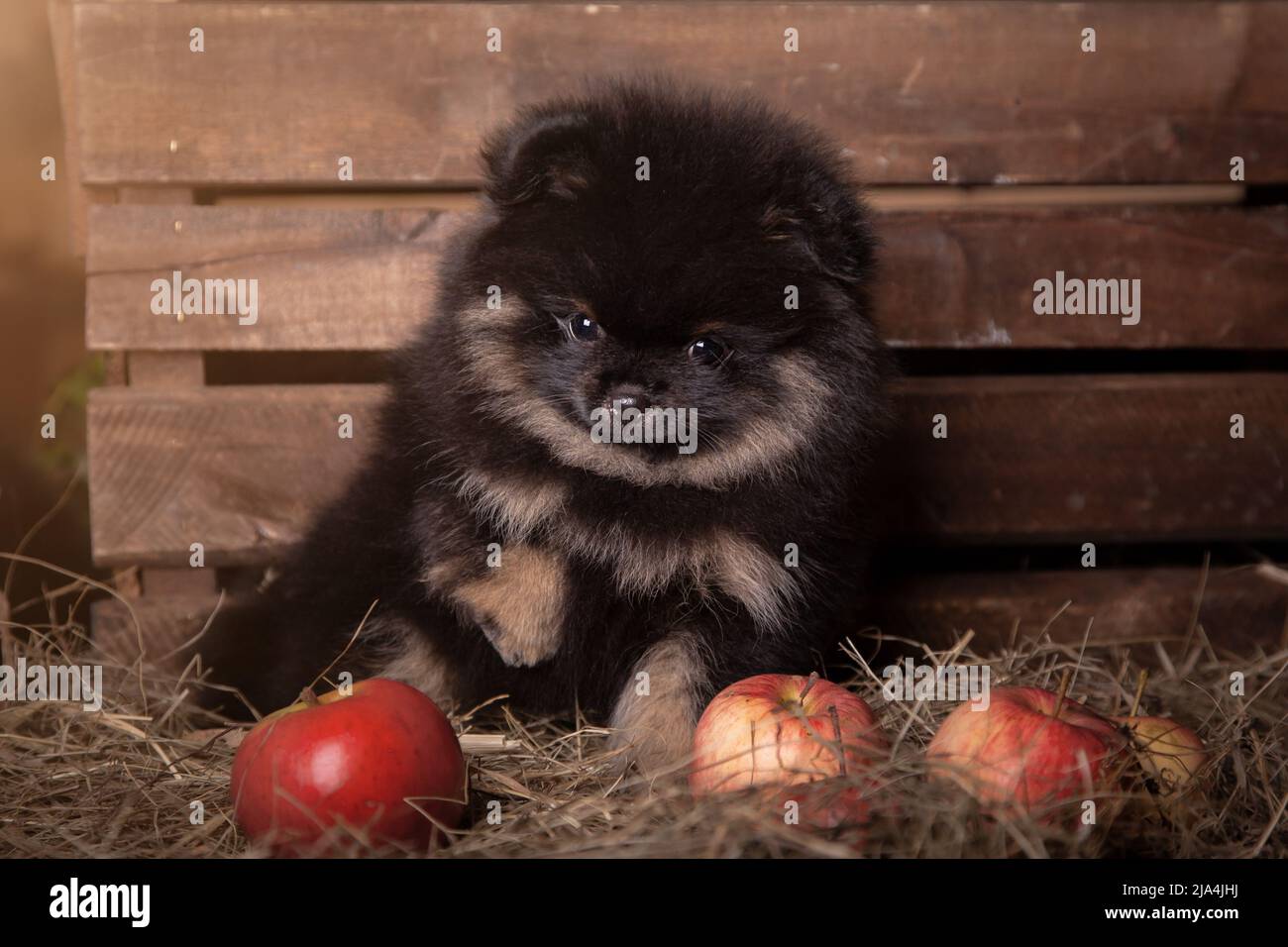 Cucciolo di cane spitz pomerano seduto in paglia Foto Stock
