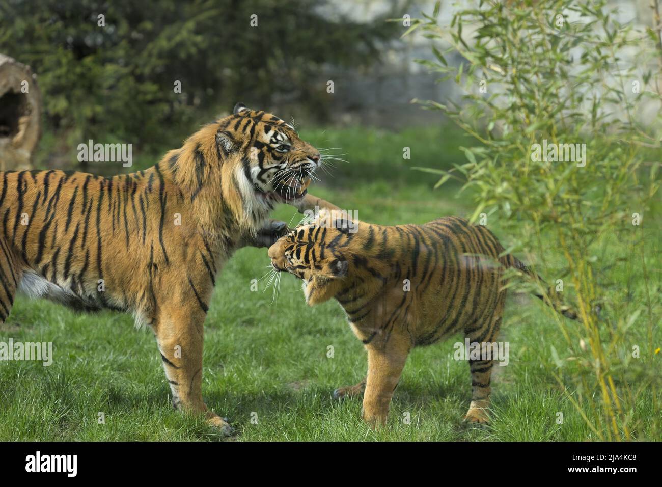 Due tigri che giocano nello zoo di Wrocław. Foto Stock