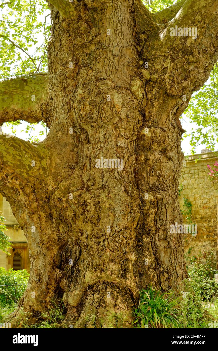 OXFORD CITY ENGLAND MAGDALEN COLLEGE LA CORTECCIA E IL TRONCO DELL'ENORME ALBERO PIANO PIANTATO NEL 1801 Foto Stock