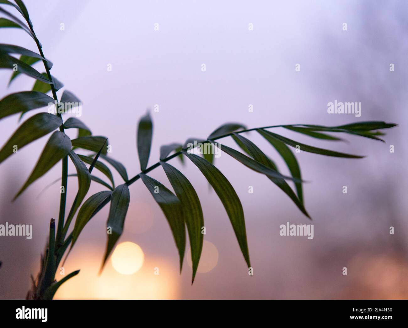 Un ramo di palma verde con sfondo sfocato. Primo piano. Foto Stock