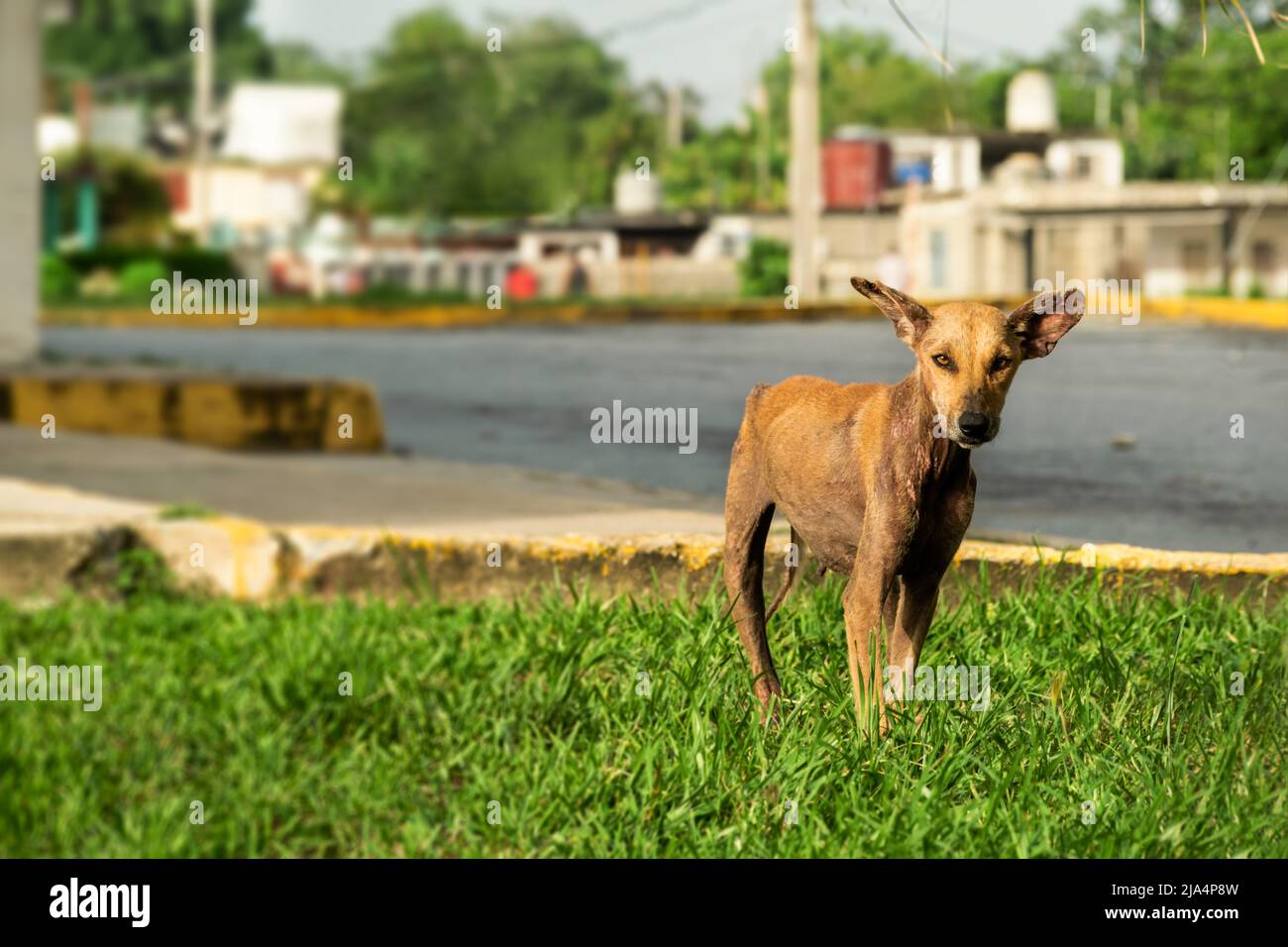 Vecchio cane marrone femmina randagio in piedi su erba verde dal lato di una strada. La sua pelle è danneggiata con la manga, le sue orecchie sono ferite. Foto Stock
