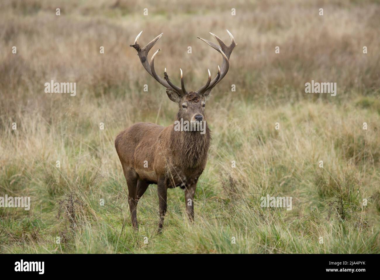 Cervo rosso scozzese stag cerco elaphus isolato dallo sfondo durante il Rut autunno Foto Stock