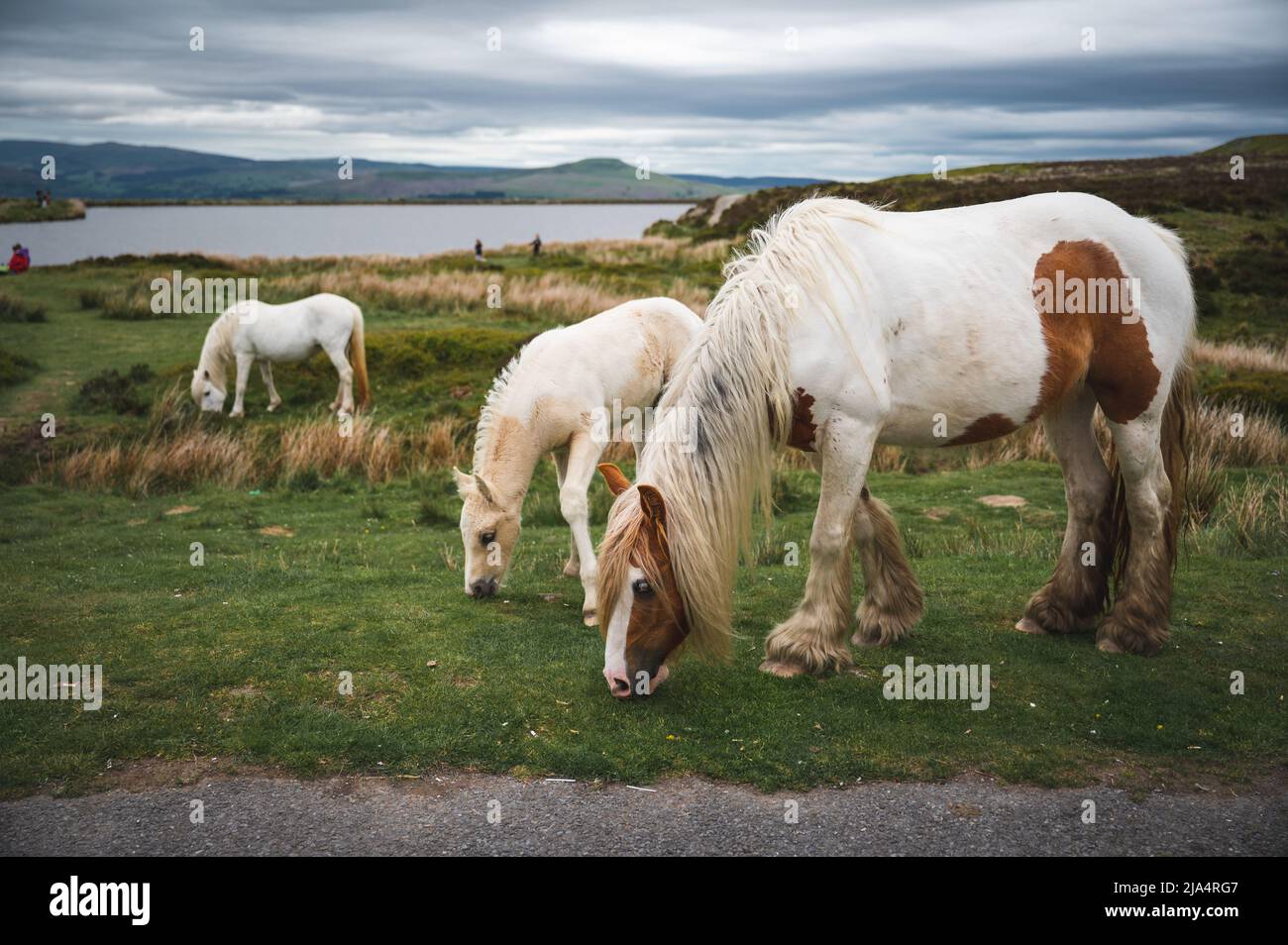 Wild Horses at Keepers Pond in Blaenavon, Brecon Beacons, Galles del Sud Foto Stock
