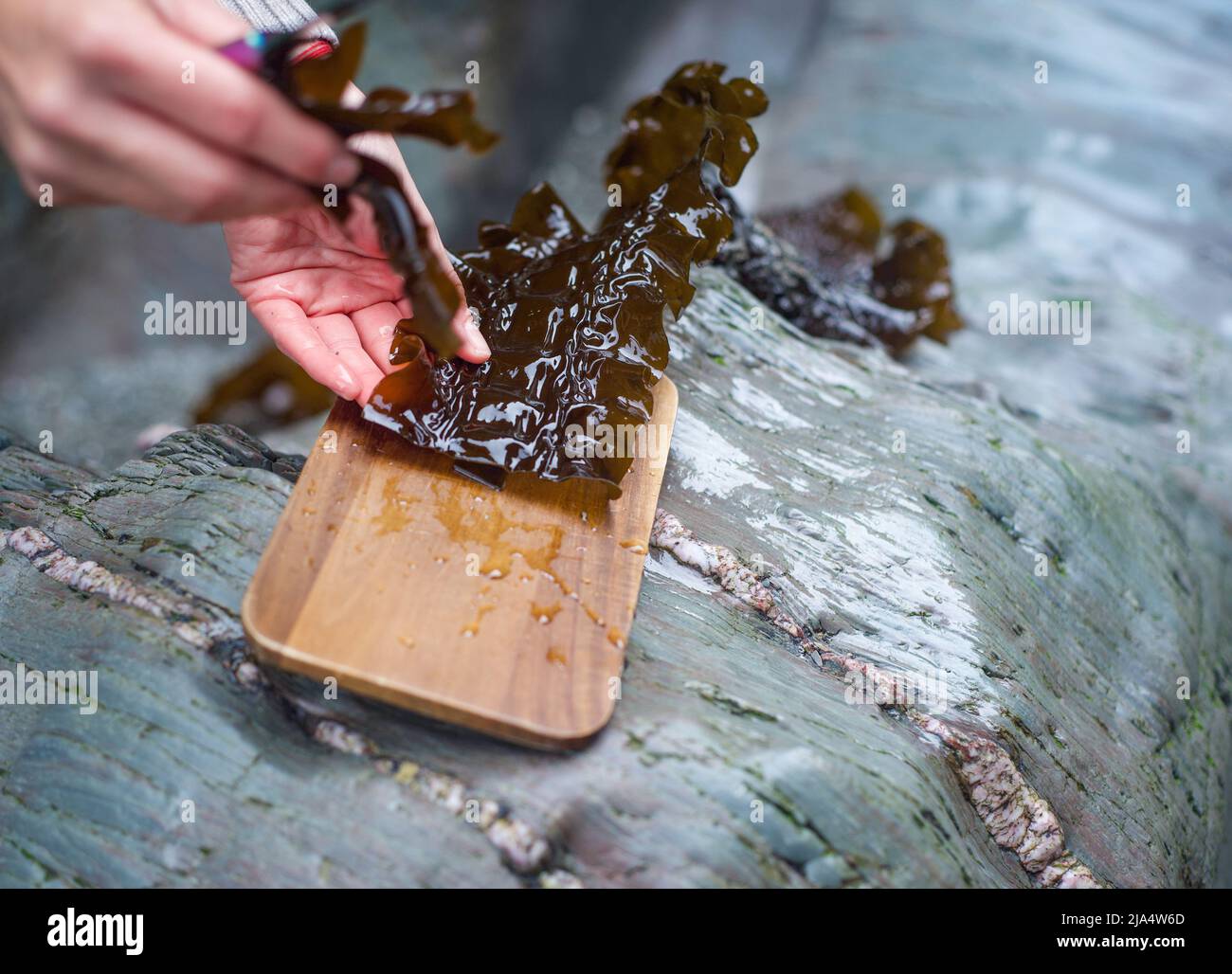 Kelp di zucchero (grembiule di diavoli), appena forgiato dall'Atlantico. Kombu Foto Stock