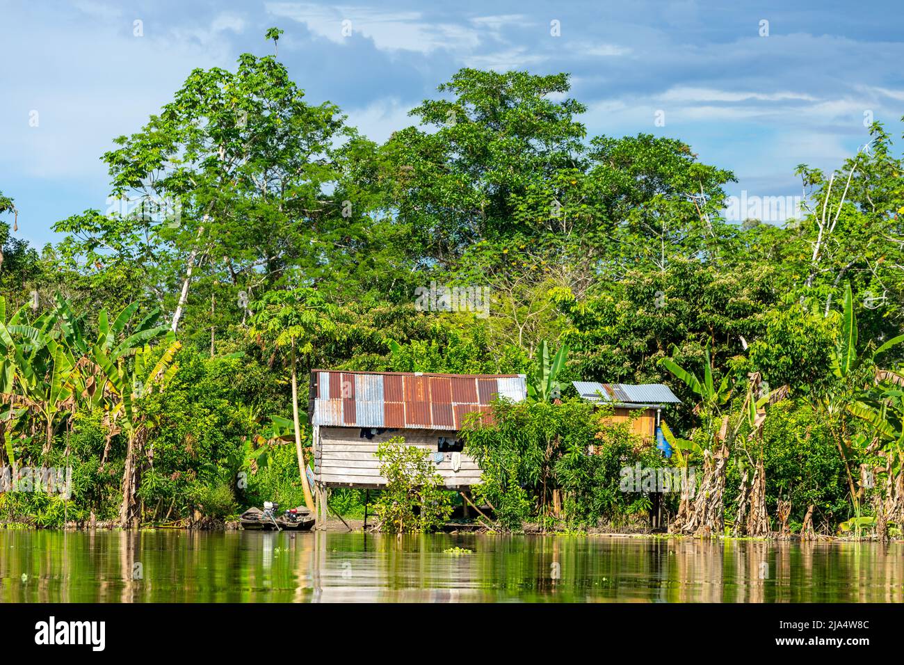 Amazon Rainforest Riverbank. Naviga lungo il fiume Yanayacu nella giungla amazzonica, vicino a Iquitos, Perù. Sud America. Foto Stock
