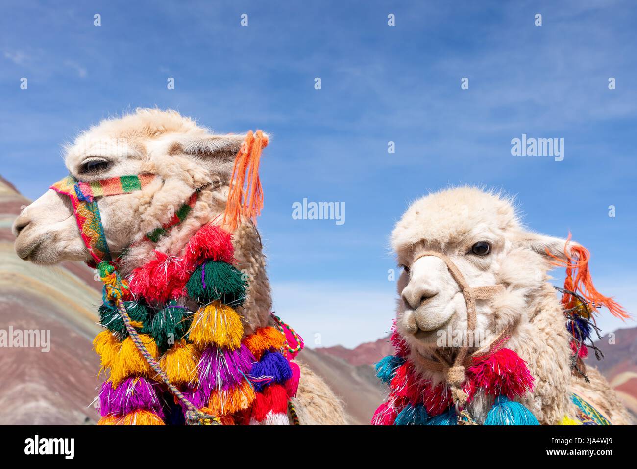 Lamas in cima alla montagna della Vinicunca, o 'montagna di 7 colori' (5200 metri di altezza). Foto Stock