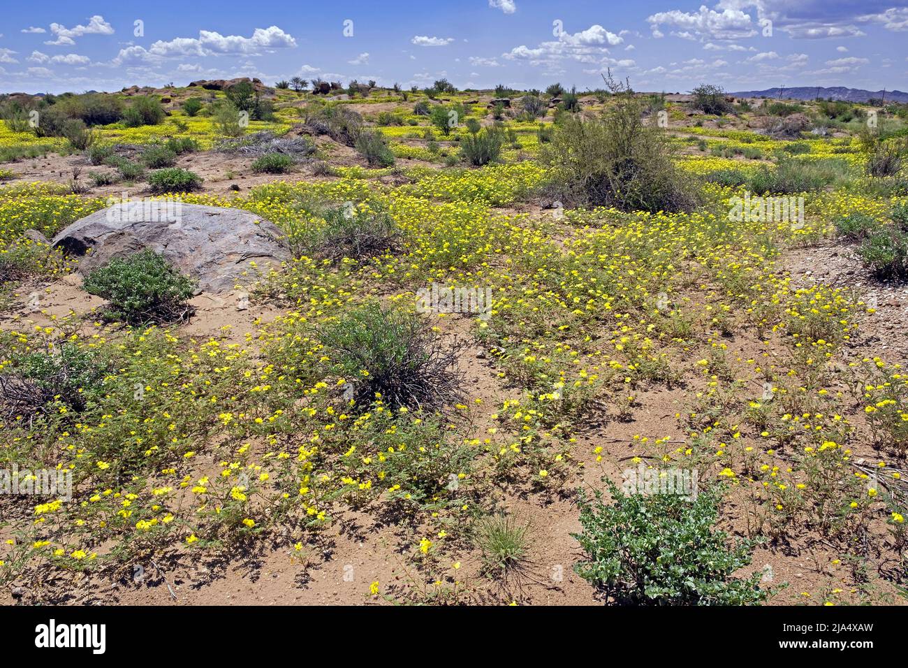 Tappeto di fiori gialli di Tribulus sp. Nel Parco Nazionale delle Cascate di Augrabies nella Provincia del Capo Settentrionale, Sudafrica Foto Stock