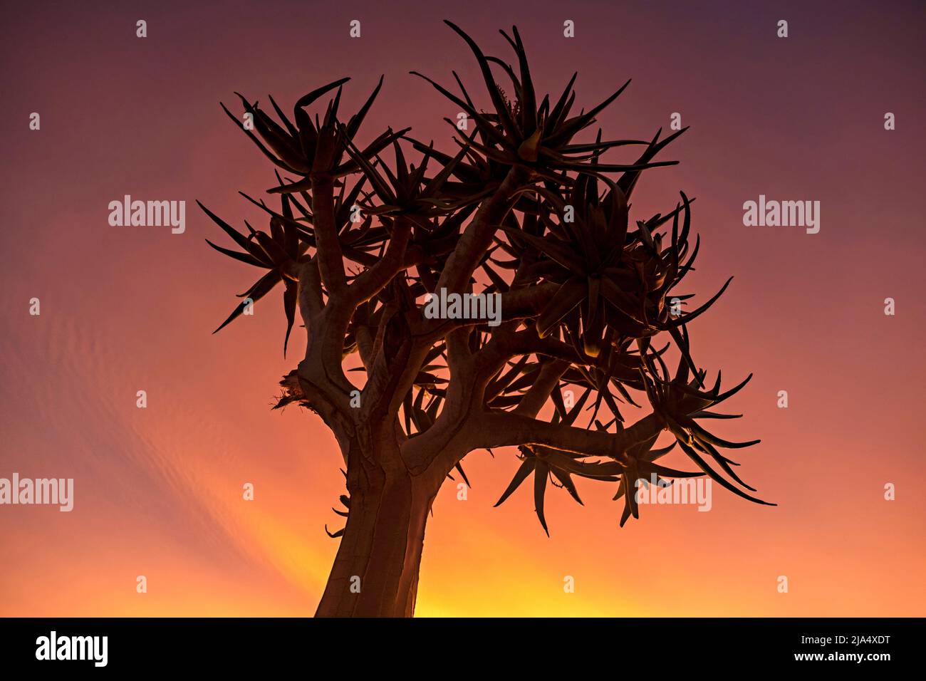 Albero di fremito / kocurboom (Aloidendron dichotomum / Aloe dichotoma) al tramonto nel Parco Nazionale delle Cascate di Augrabies nel Capo Nord, Sudafrica Foto Stock