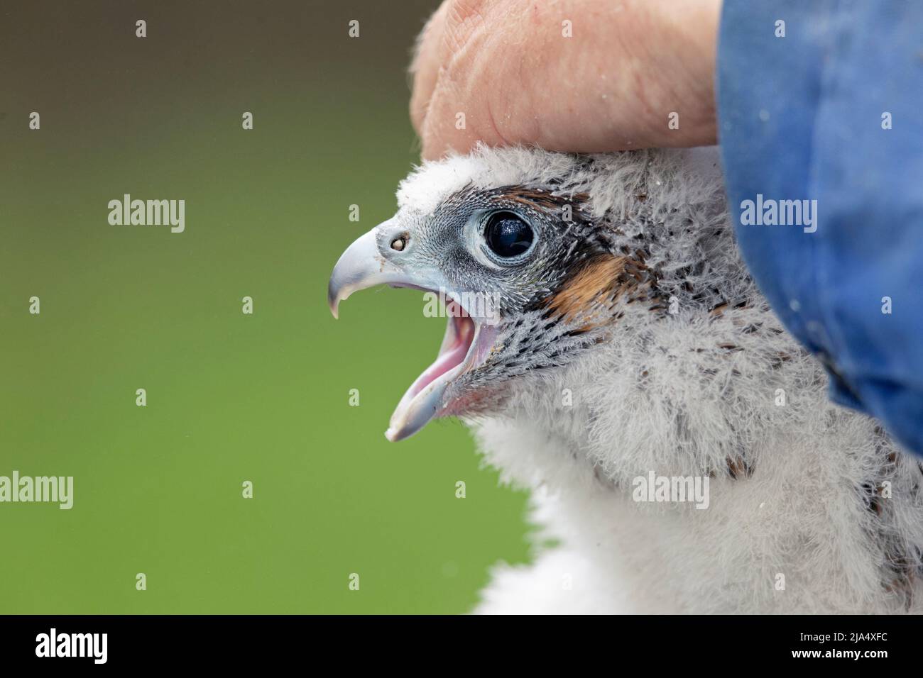Un uccello peregrino Falcon (Falco Peregrinus) giovane che ottiene l'uccello bandito. Foto Stock