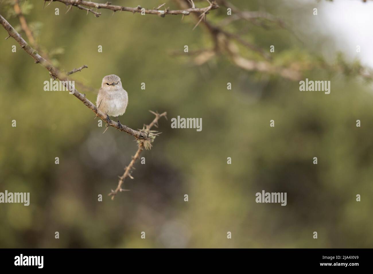 Un Flycatcher grigio africano (Melaenornis microrhynchus) arroccato su un ramo. Foto Stock