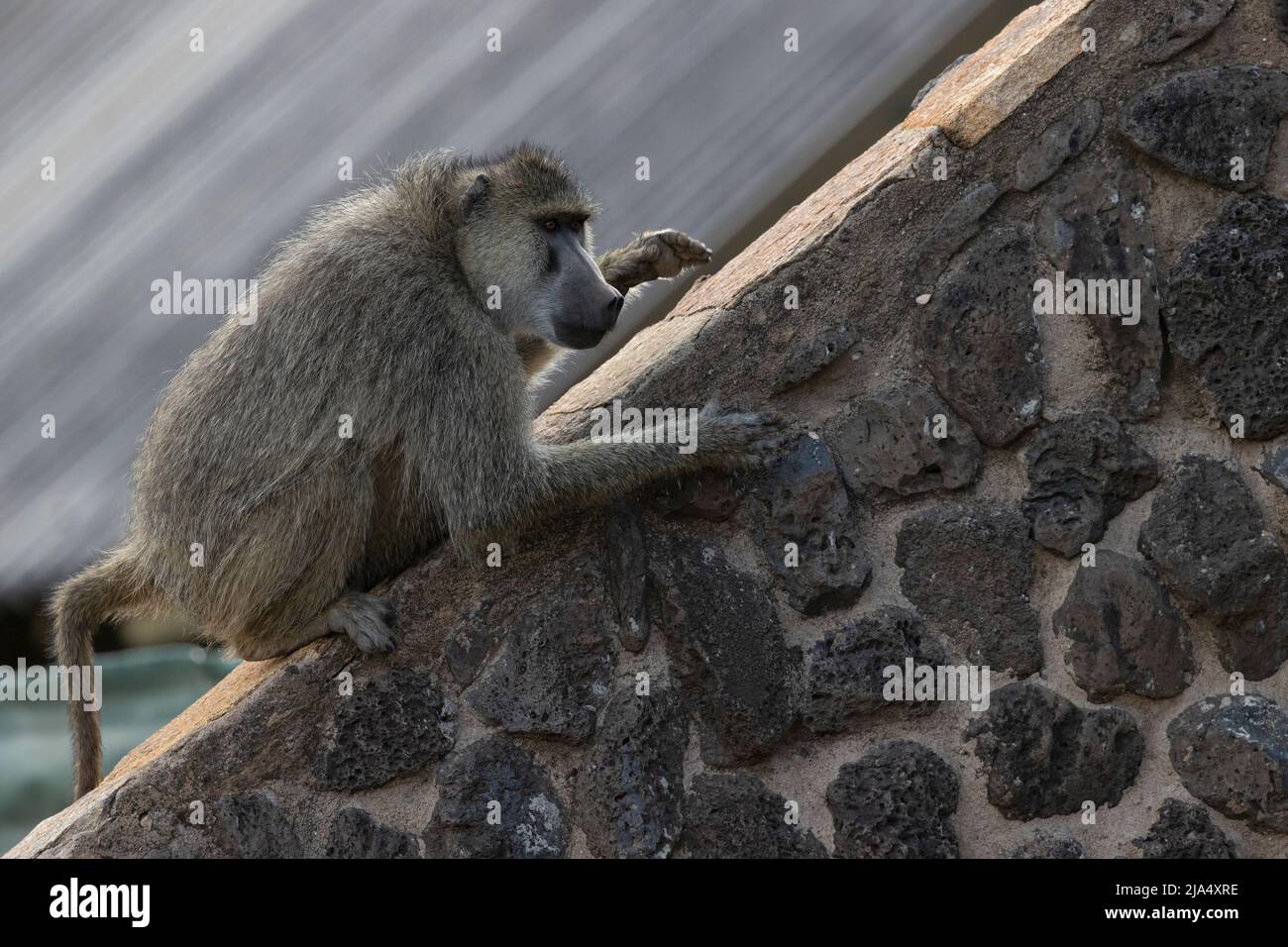 Un babbuino giallo (Papio cinocephalus) che gioca sul tetto di un edificio. Foto Stock