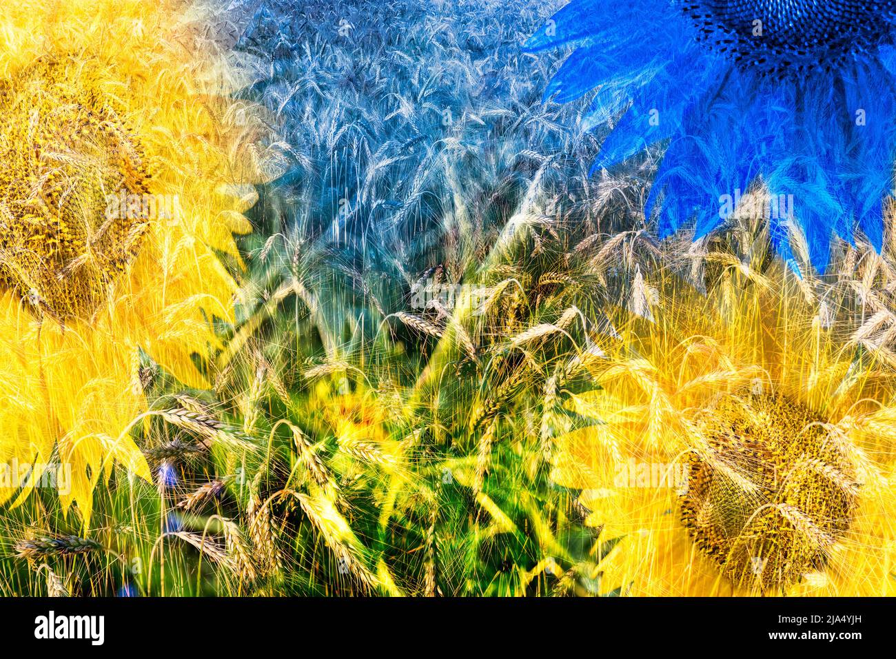 Fiori di girasole e dettagli del campo di grano in collage digitale floreale artistico. Bellissimo sfondo naturale astratto con fiori ornamentali e spighe di grano. Foto Stock