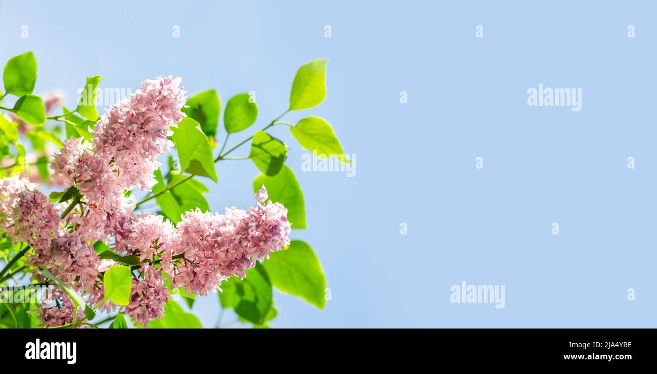 Banner. Bellissimi fiori lilla con fuoco selettivo contro il cielo. Posiziona per testo. Messa a fuoco selettiva. Foto Stock