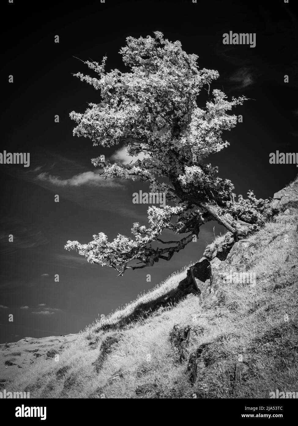 Albero di Thorn a infrarossi Foto Stock