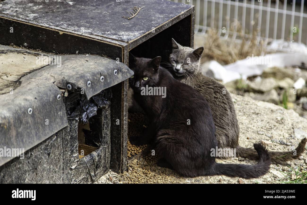 Gatti sulla strada, animali selvatici randagi, animali domestici Foto Stock