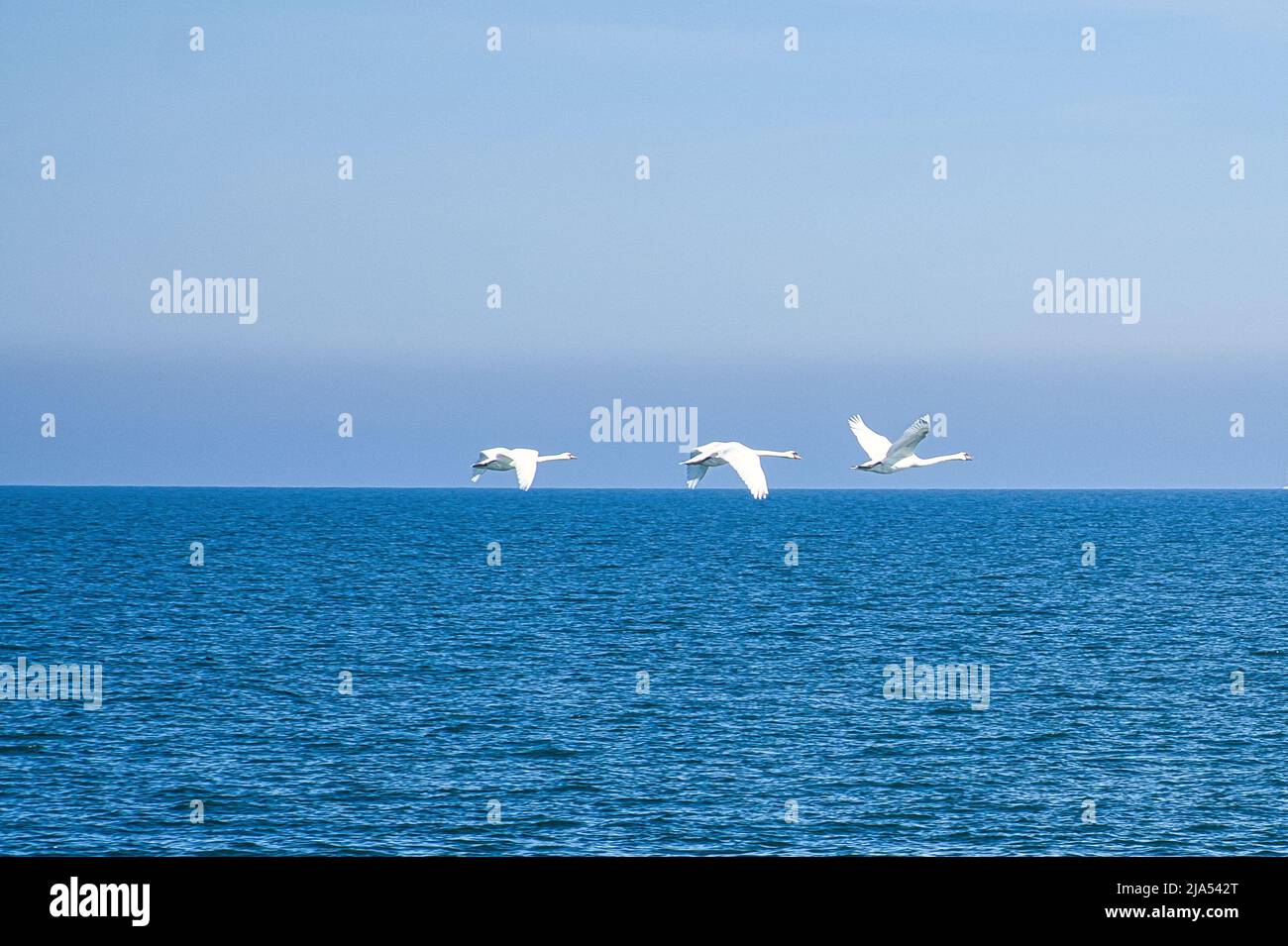 Tre cigni muti in volo sul Mar Baltico. Piumaggio bianco nei grandi uccelli. Foto animali in natura Foto Stock