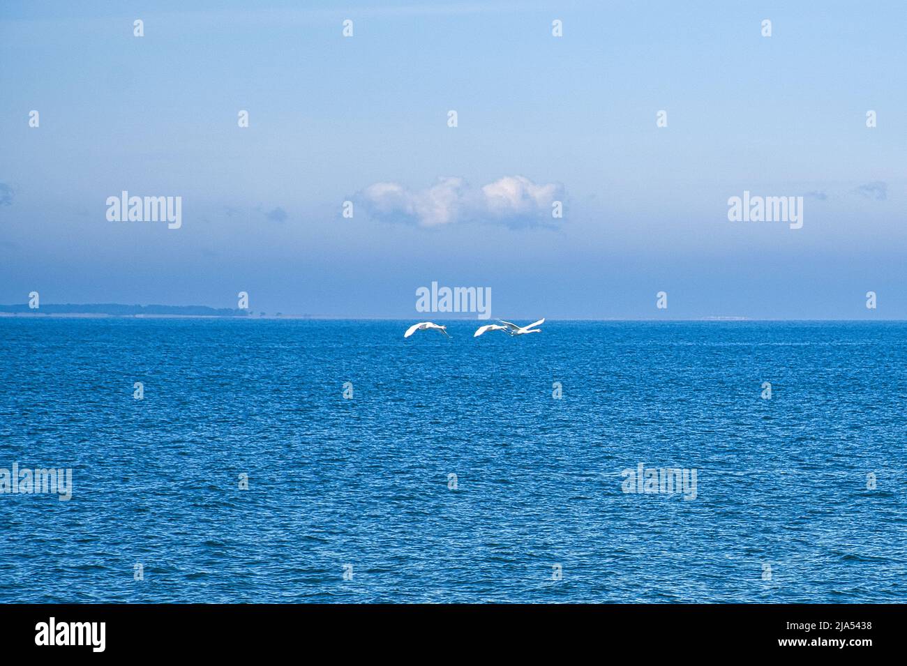 Tre cigni muti in volo sul Mar Baltico. Piumaggio bianco nei grandi uccelli. Foto animali in natura Foto Stock