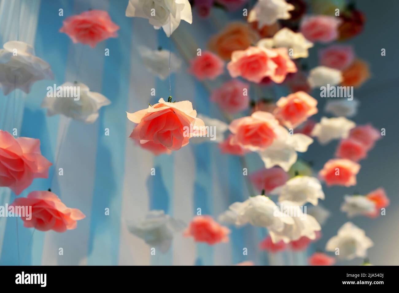una composizione artistica spaziale di fiori di rosa sospesi nell'aria Foto Stock