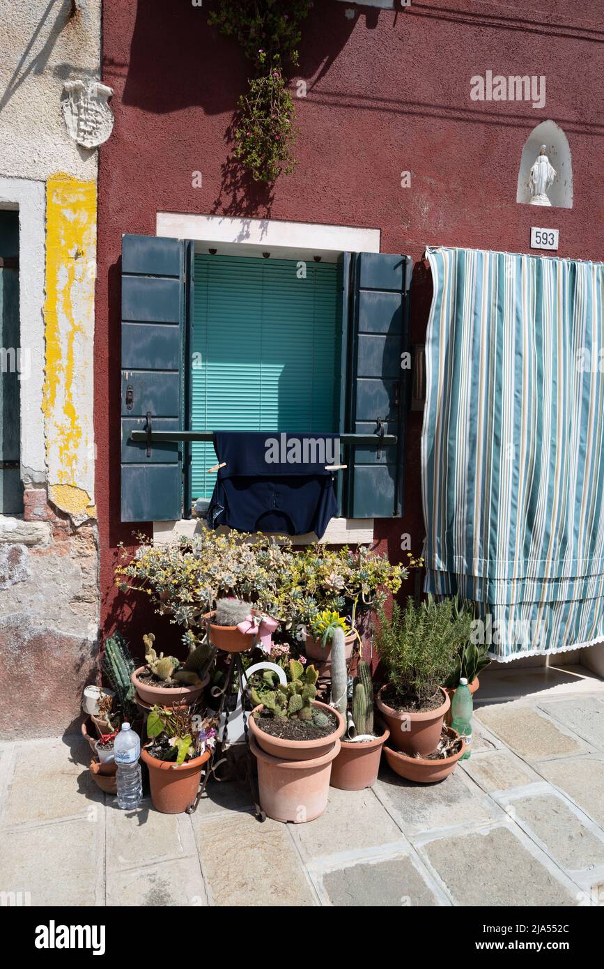 Mostra Cactus fuori da una casa a Burano, Italia Foto Stock