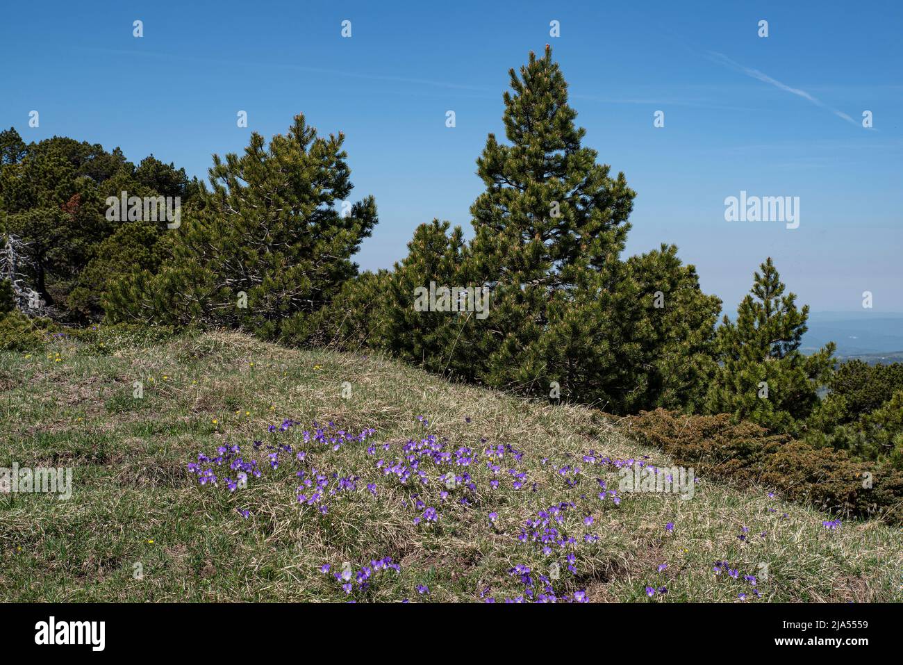 Violetti selvatici nei monti Juras in Francia Foto Stock