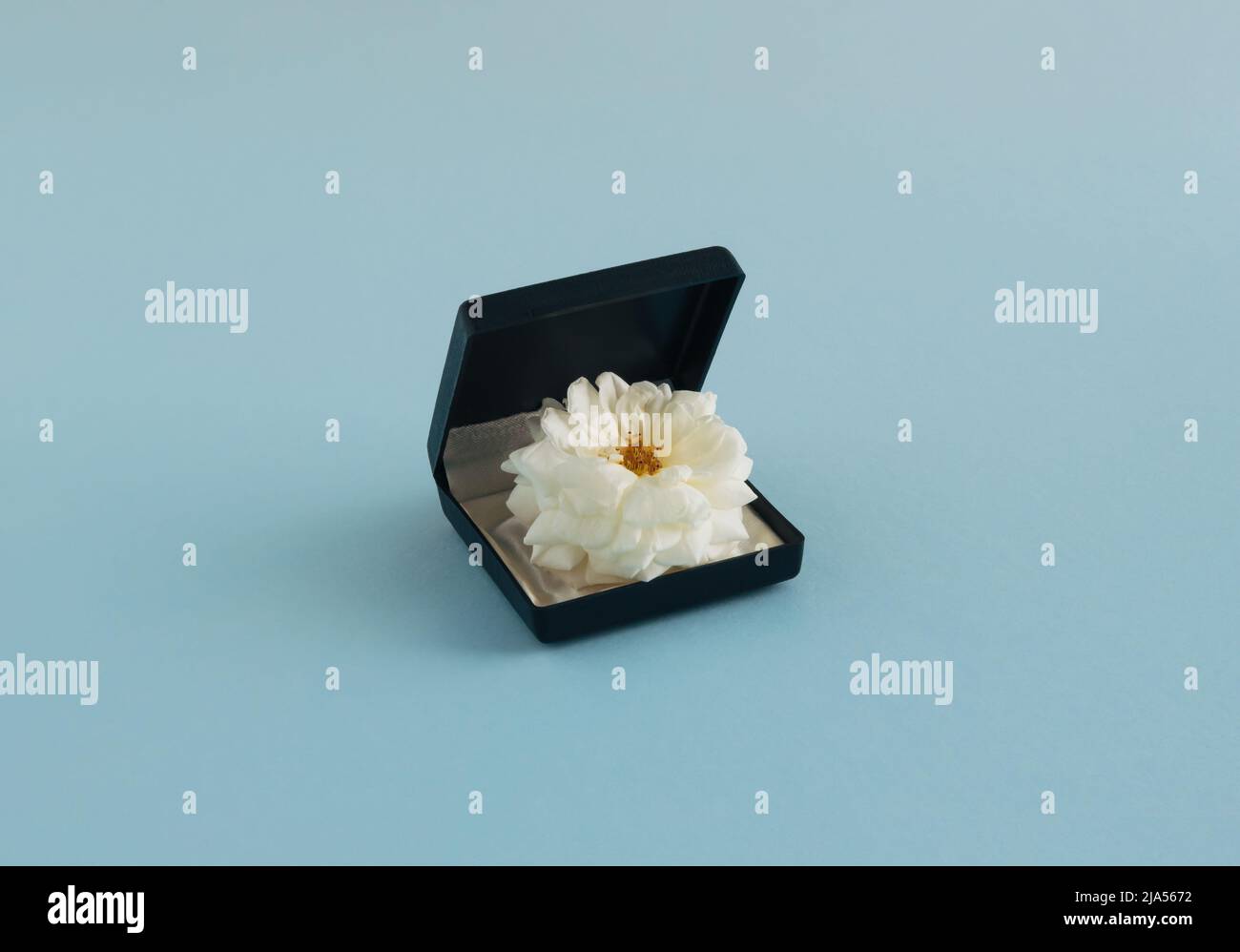 Concetto creativo minimal fatto di fiore di rosa bianco in scatola anello di aggancio su sfondo blu pastello. Composizione moderna per matrimoni. Foto Stock