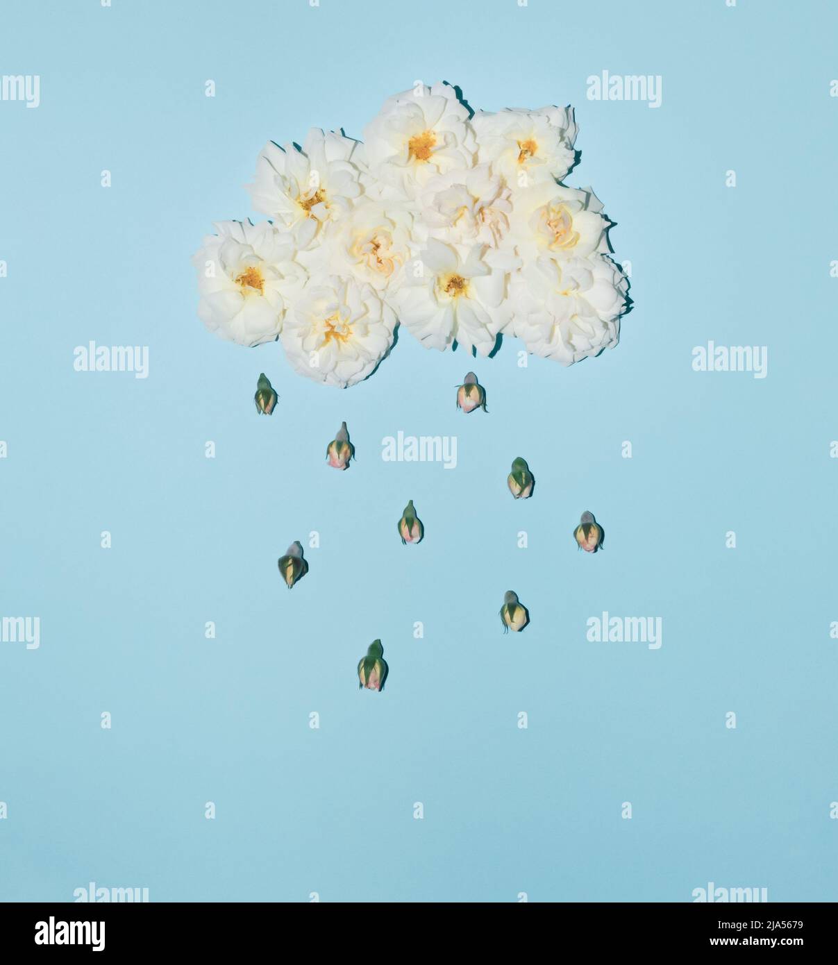 Nuvola bianca e pioggia con fiori di rosa e germogli su sfondo blu. Concetto estivo minimale. Idea creativa di pioggia. Foto Stock Nuvola bianca e pioggia con fiori di rosa e germogli su sfondo blu. Concetto estivo minimale. Idea creativa di pioggia. Foto Stock