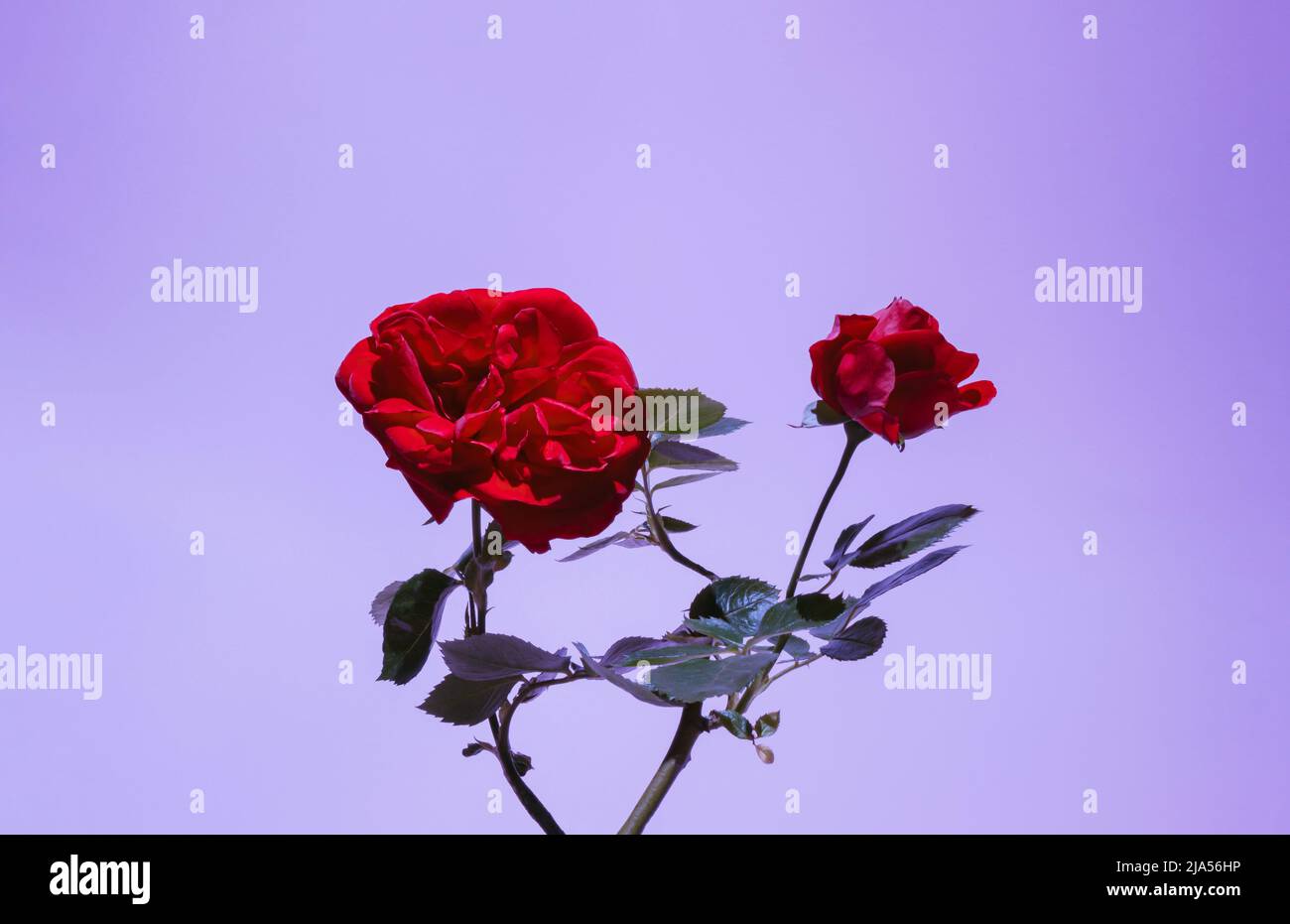 Rosa rossa e foglie in un vivace e audace colore viola. Concept art. Sfondo surrealismo minimo. Foto Stock Rosa rossa e foglie in un vivace e audace colore viola. Concept art. Sfondo surrealismo minimo. Foto Stock