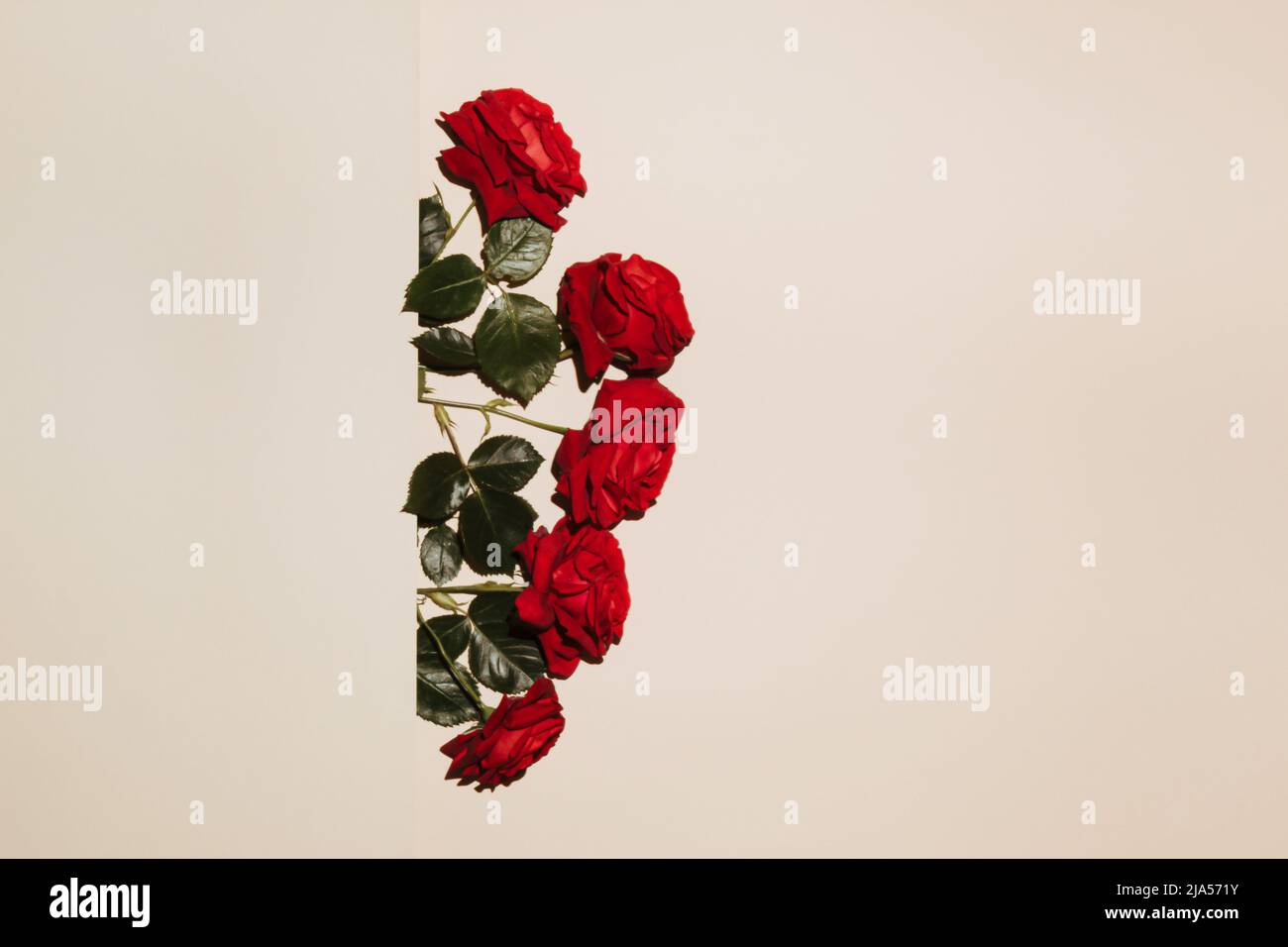Romantiche rose rosse su sfondo beige. Concept Women's Day, marzo 8. 8th marzo. Disposizione piatta, vista dall'alto, spazio di copia. Foto Stock