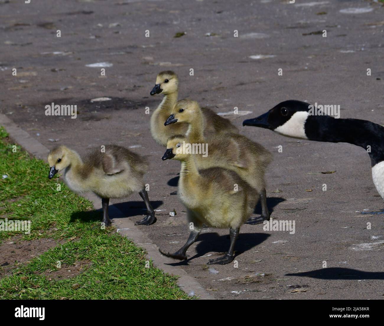 Bristol, Regno Unito. 27th maggio 2022. In un pomeriggio caldo al lago di Backwell una famiglia di oche del Canada sono viste con i relativi giovani. Picture Credit: Robert Timoney/Alamy Live News Foto Stock