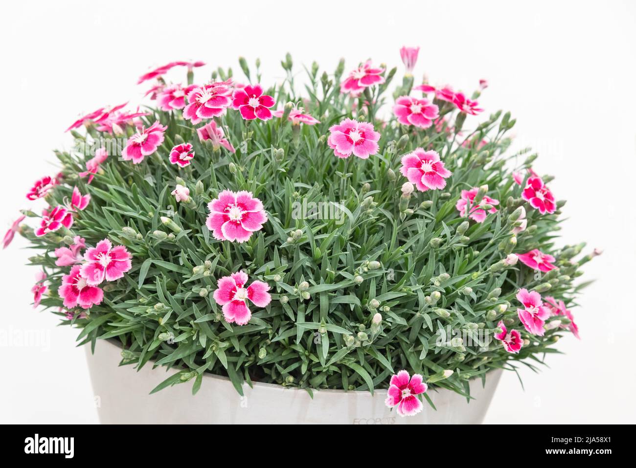 Dianthus 'sogni elettrici' Foto Stock