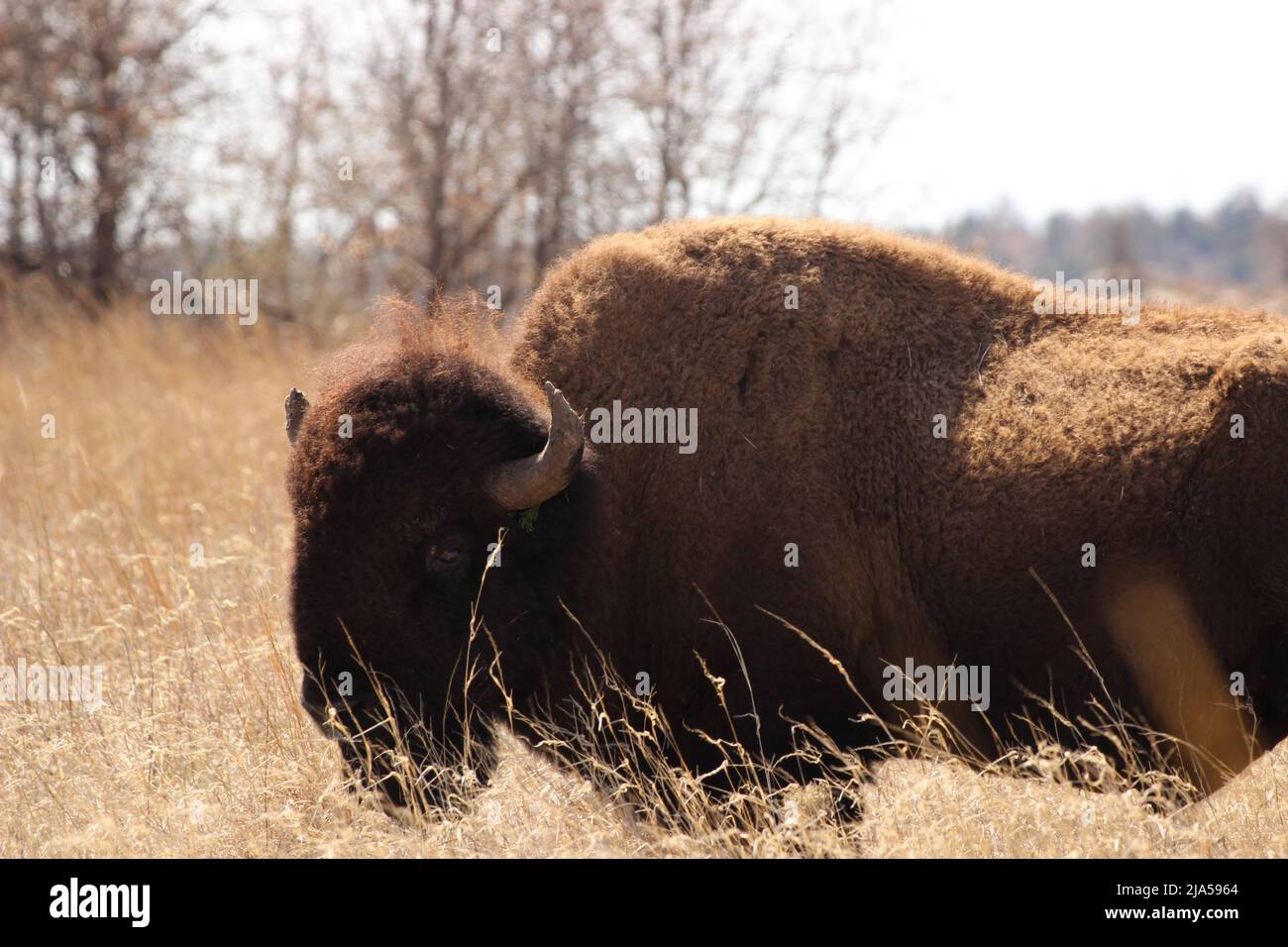 Bisonte americano in Tall Grass Foto Stock