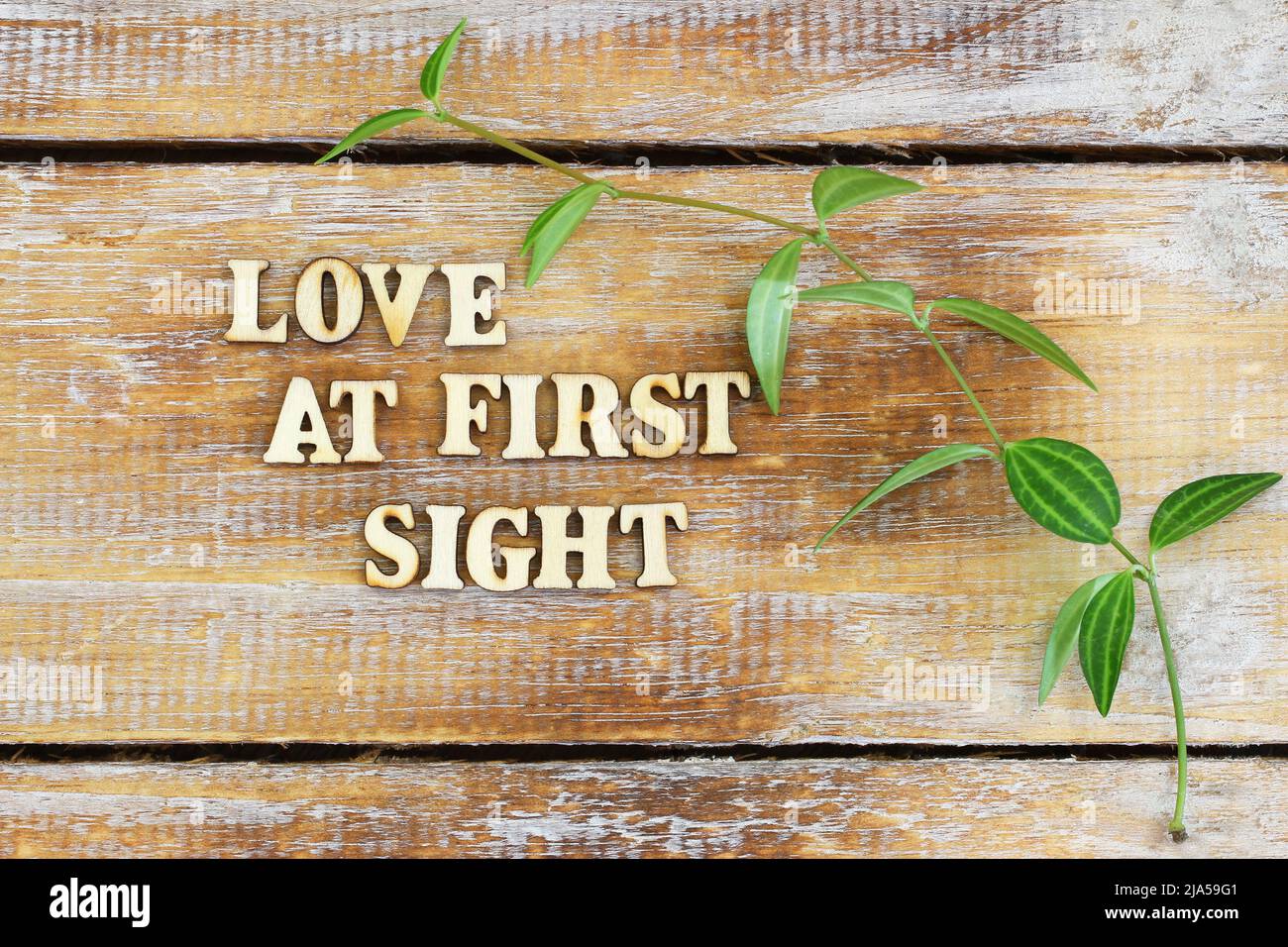 Amore a prima vista scritto con lettere di legno su superficie rustica e foglie verdi Foto Stock