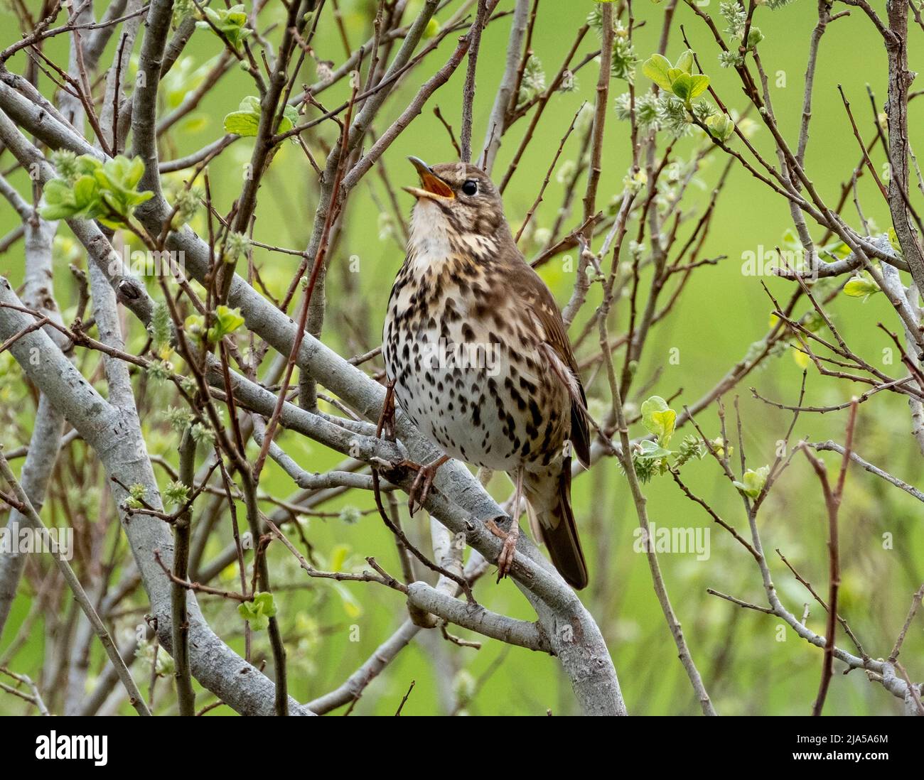 Canzone Thrush, Turdus philomelos canto in un albero, Scozia nord-occidentale. Foto Stock