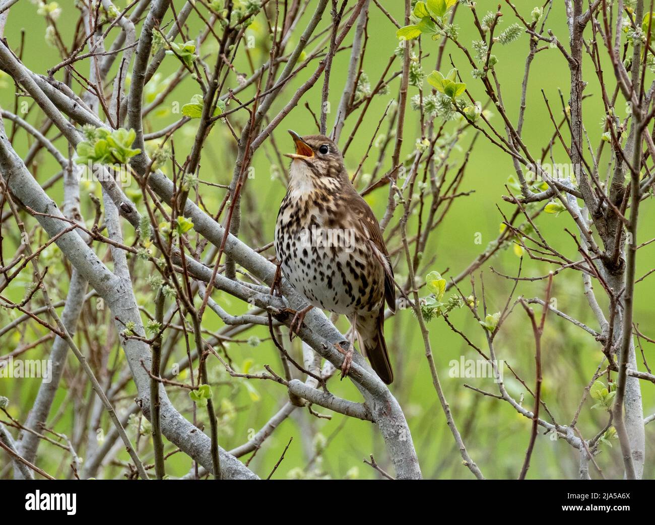Canzone Thrush, Turdus philomelos canto in un albero, Scozia nord-occidentale. Foto Stock