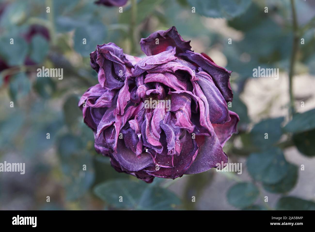 Primo piano di rosa malva selvaggia. Messa a fuoco selettiva. Fotografia orizzontale. CopySpace. Foto Stock