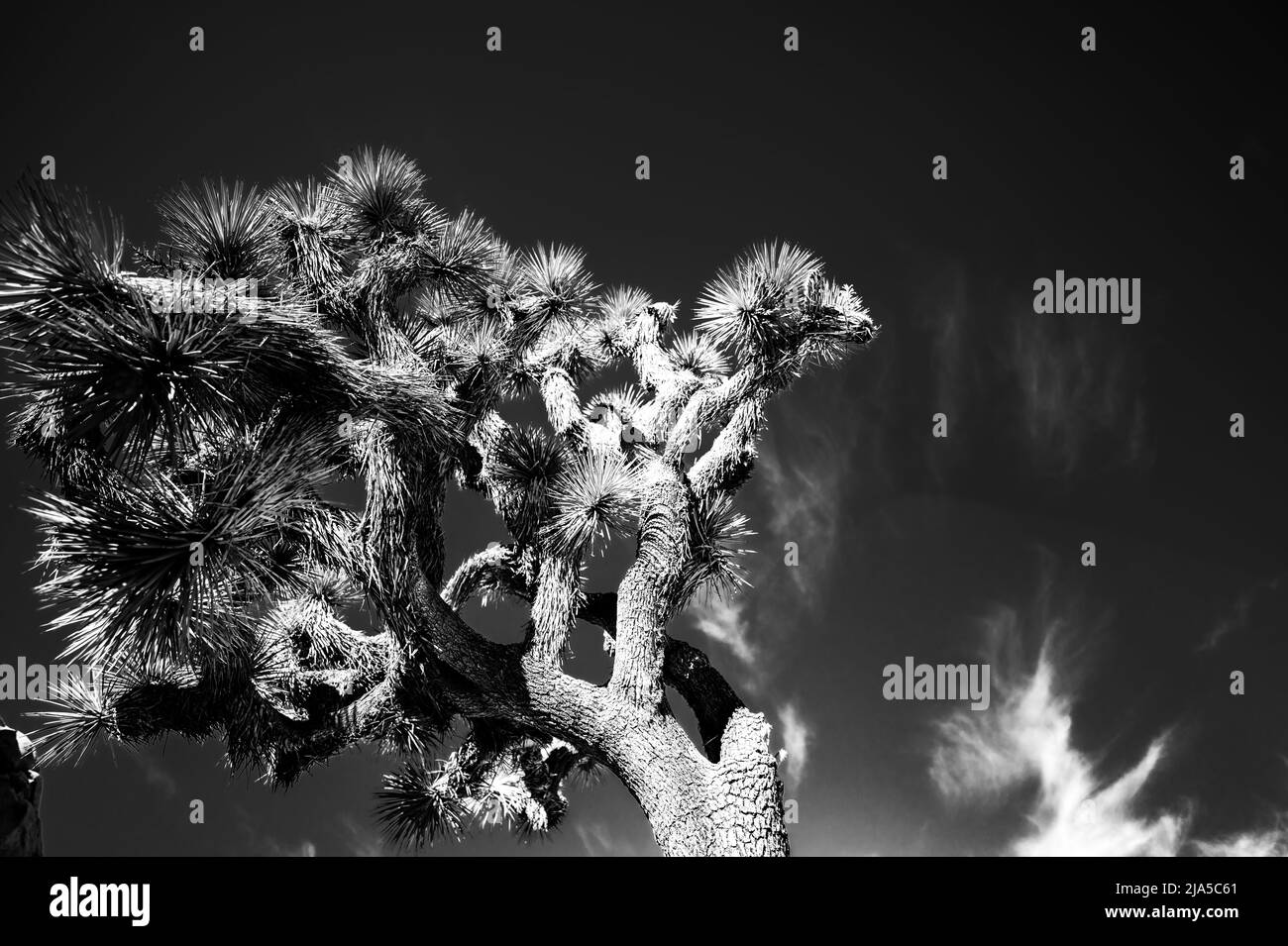 Lone Joshua albero contro un cielo blu nel Parco Nazionale Foto Stock