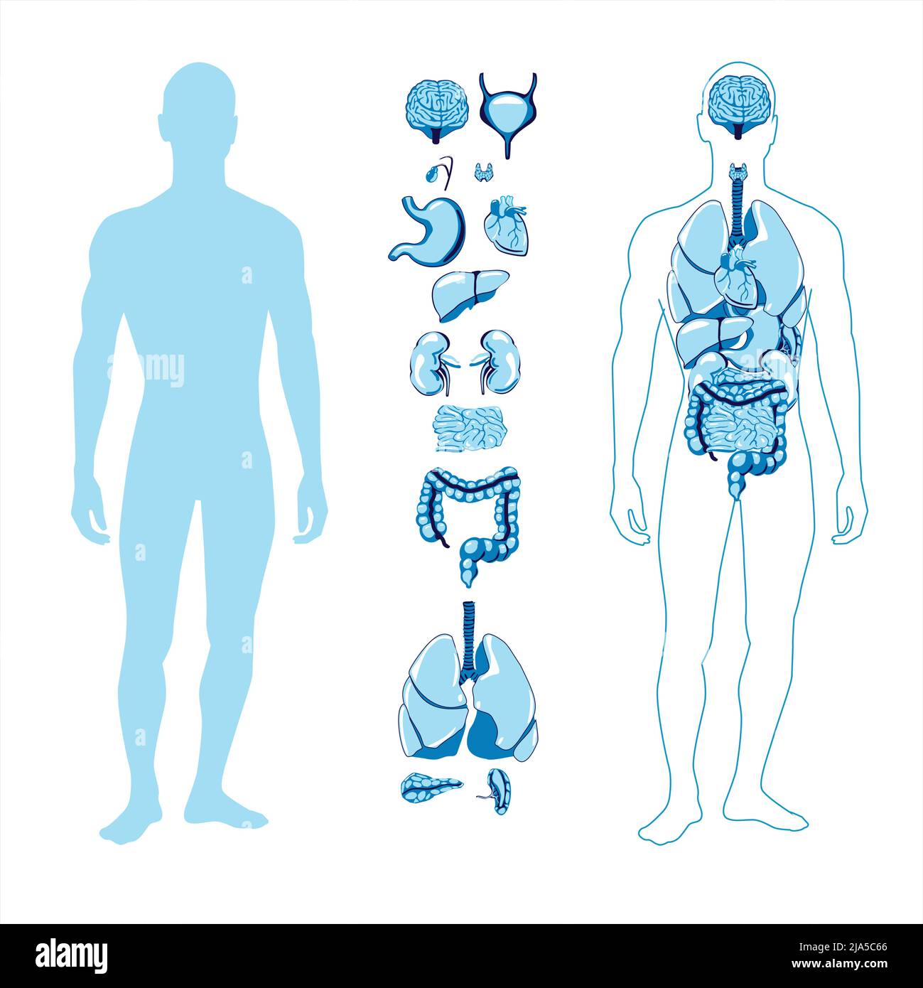 figura umana torso corpo intero di organi interni silhouette linea cuore, fegato, polmoni, tiroide, reni, cervello, ecc Illustrazione Vettoriale