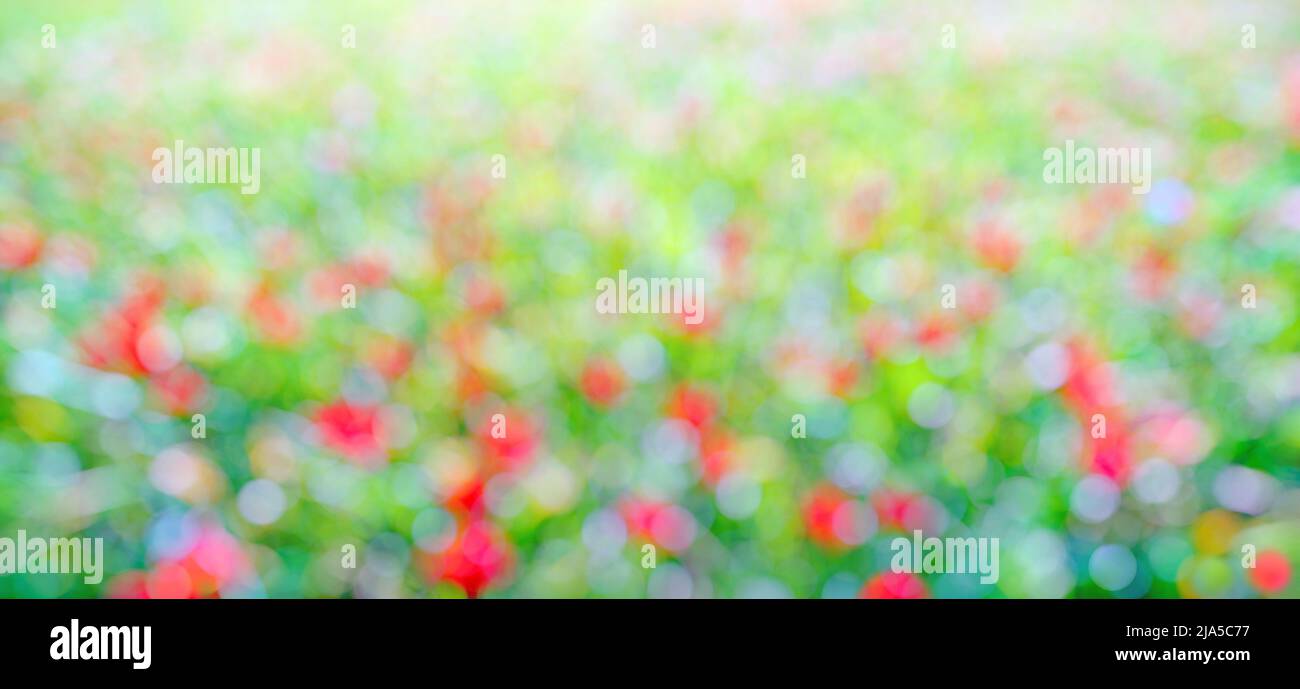 Bokeh rosso, verde e blu. Erba con fiori colorati, sfondo naturale astratto Foto Stock
