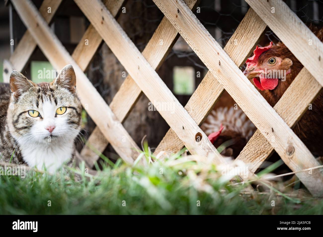 Un gatto fattoria giovane che guarda i polli del cortile gabbiato che mangiano alimentazione attraverso una recinzione di legno costruita per galline urbane in Alberta Canada Foto Stock