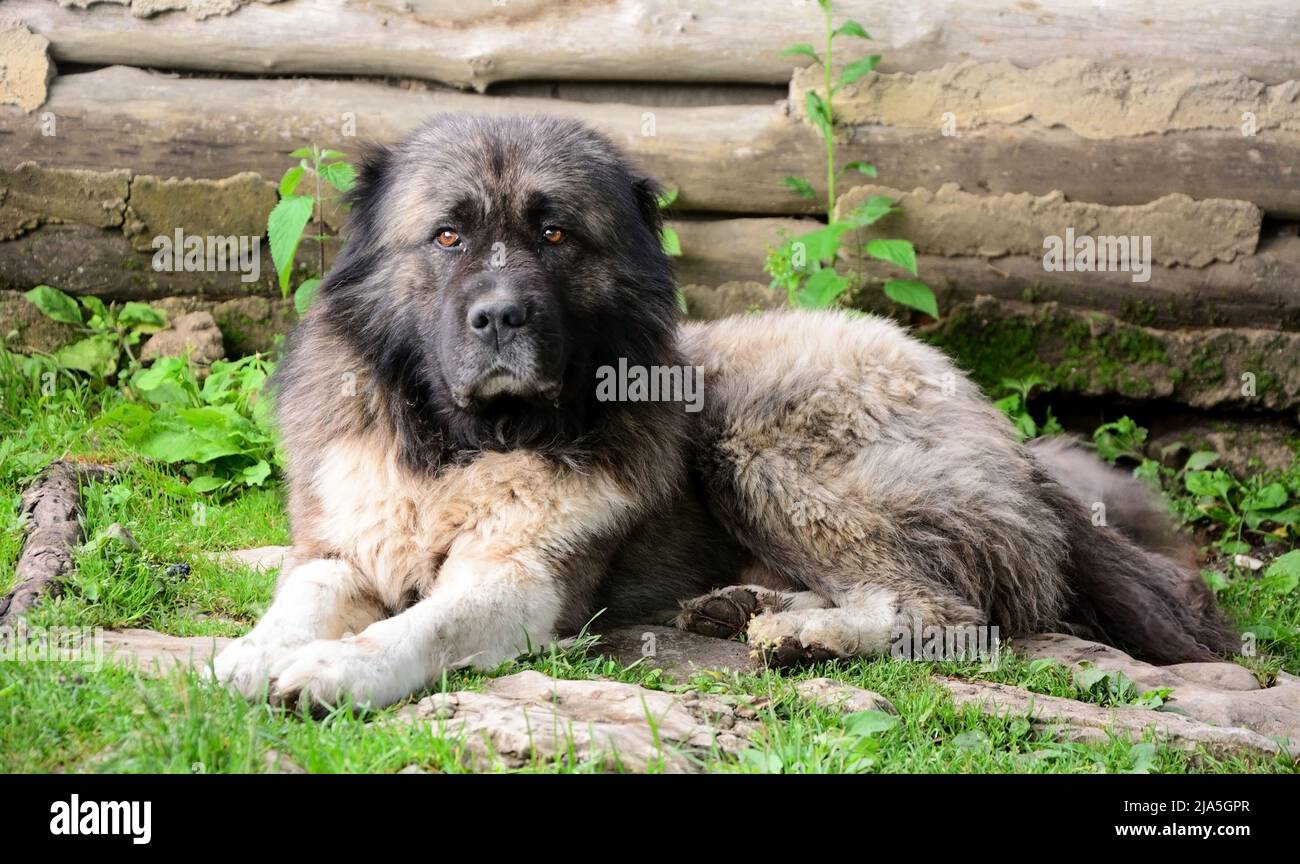 Grande e severo cane Pastore caucasico Foto Stock