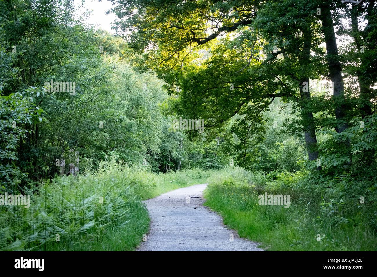 Un percorso attraverso il bosco a West Blean Woods, sito del Kent Wildlife Trust, vicino a Canterbury nel Kent Foto Stock