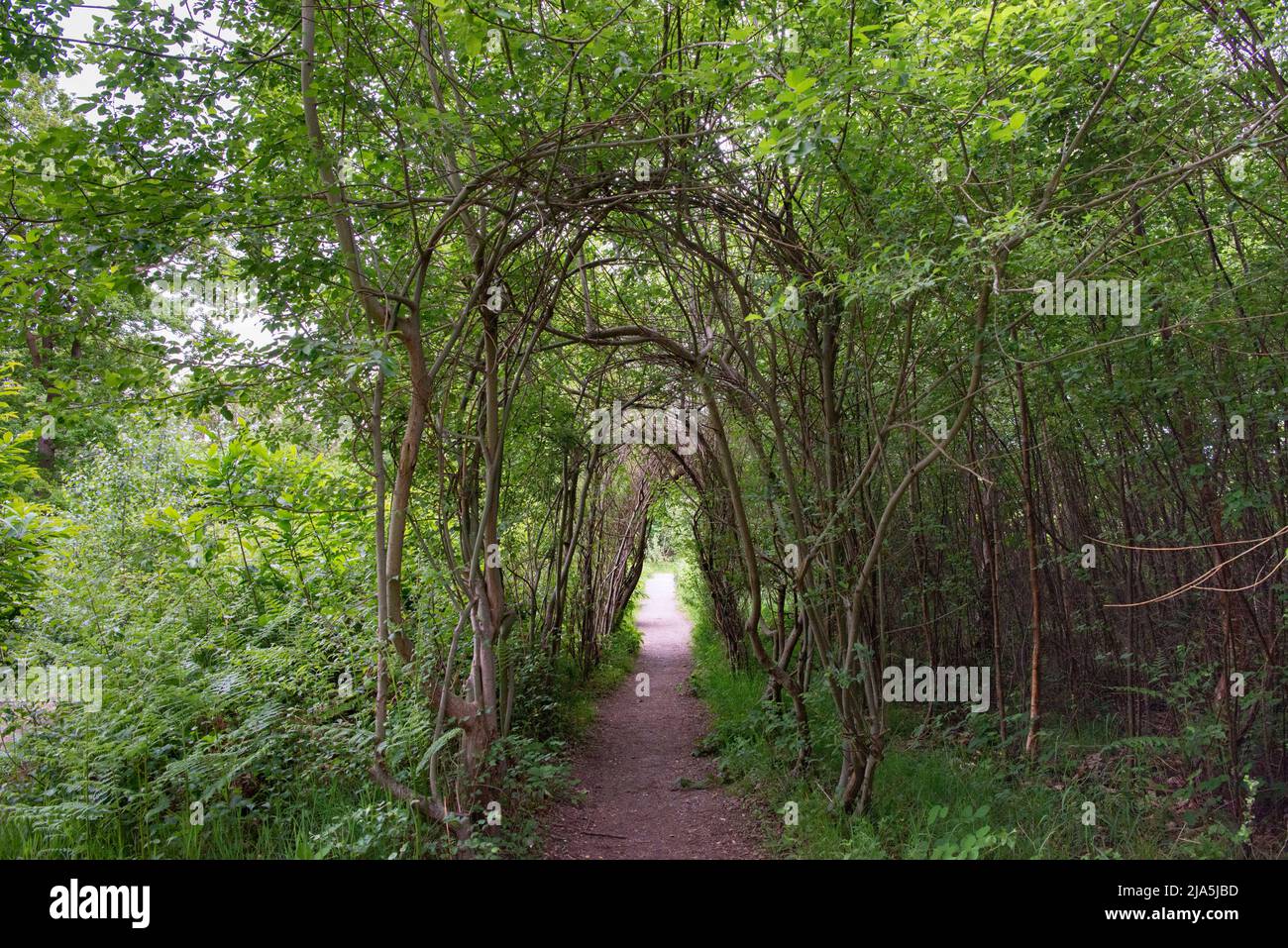 La passerella Willow lungo l'Art Trail a West Blean Woods, Kent, Regno Unito Foto Stock