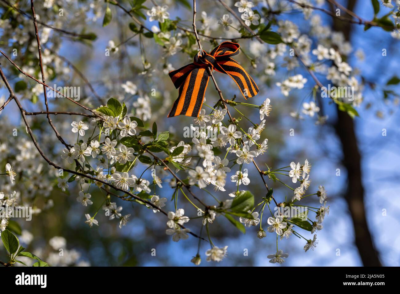 Il nastro di San Giorgio legato ai fiori di Cerry per il giorno della Vittoria del 9 maggio Foto Stock