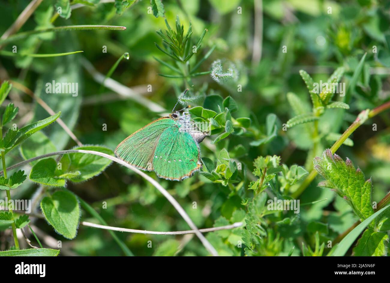 hairstreak verde (Callofrys rubi), una ovodeposizione femminile, nota anche come ovopositing Foto Stock